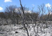 Incendios forestales, cambio climático y abandono del medio rural