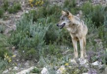 Escrito unitario por la recuperación del lobo en Andalucía