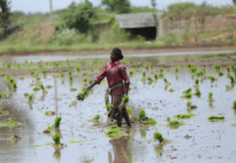Raza, género y clase en la lucha por justicia medioambiental (Parte I)