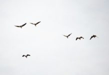 Lucha y organización por la Amnistía total y la autodeterminación