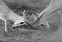 ¿Por qué hablamos de proceso judicial cuando en realidad es una pelea política?