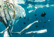 COP-16 o el mecanismo de engaño internacional